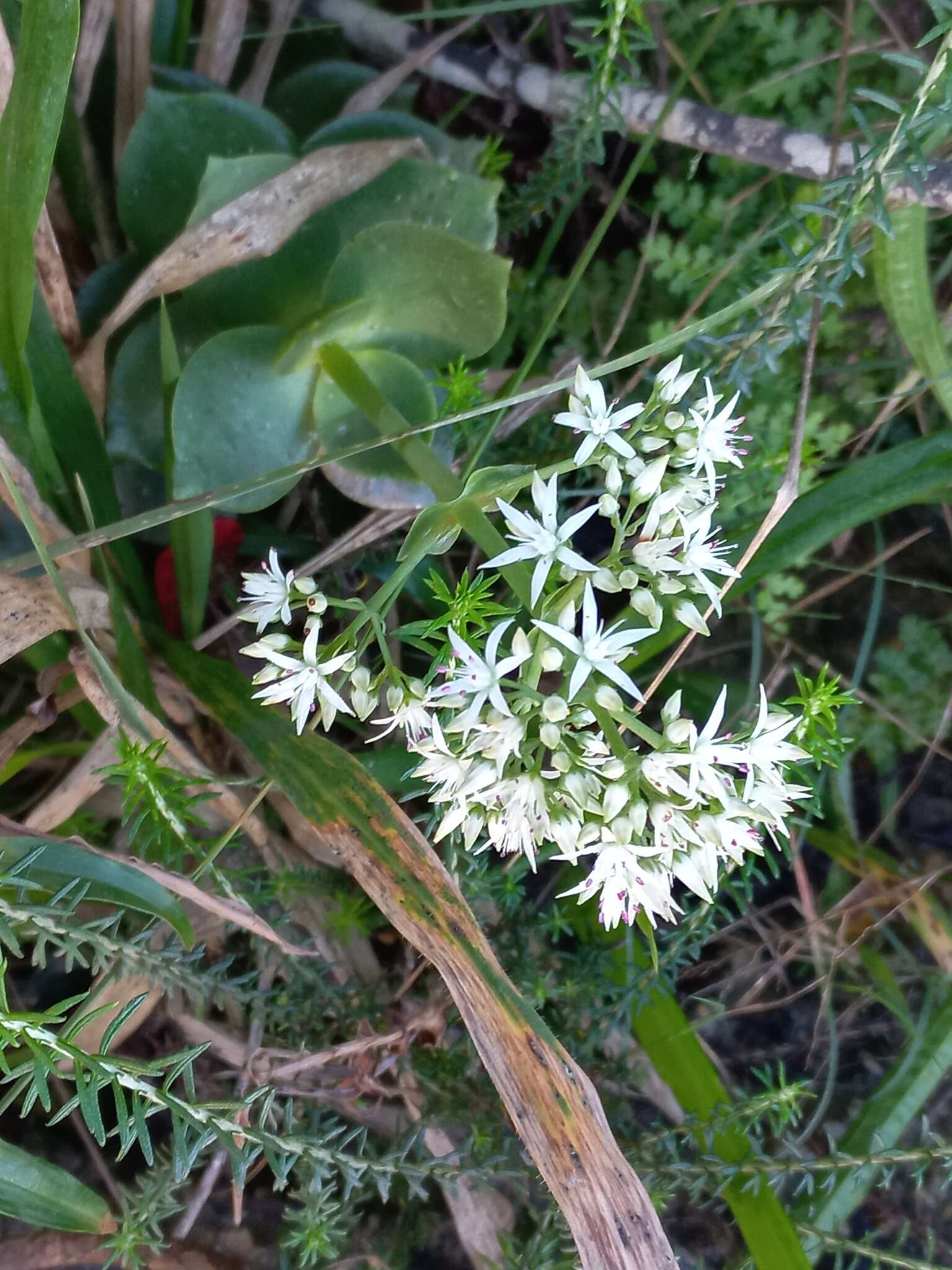 Image of Crassula lactea