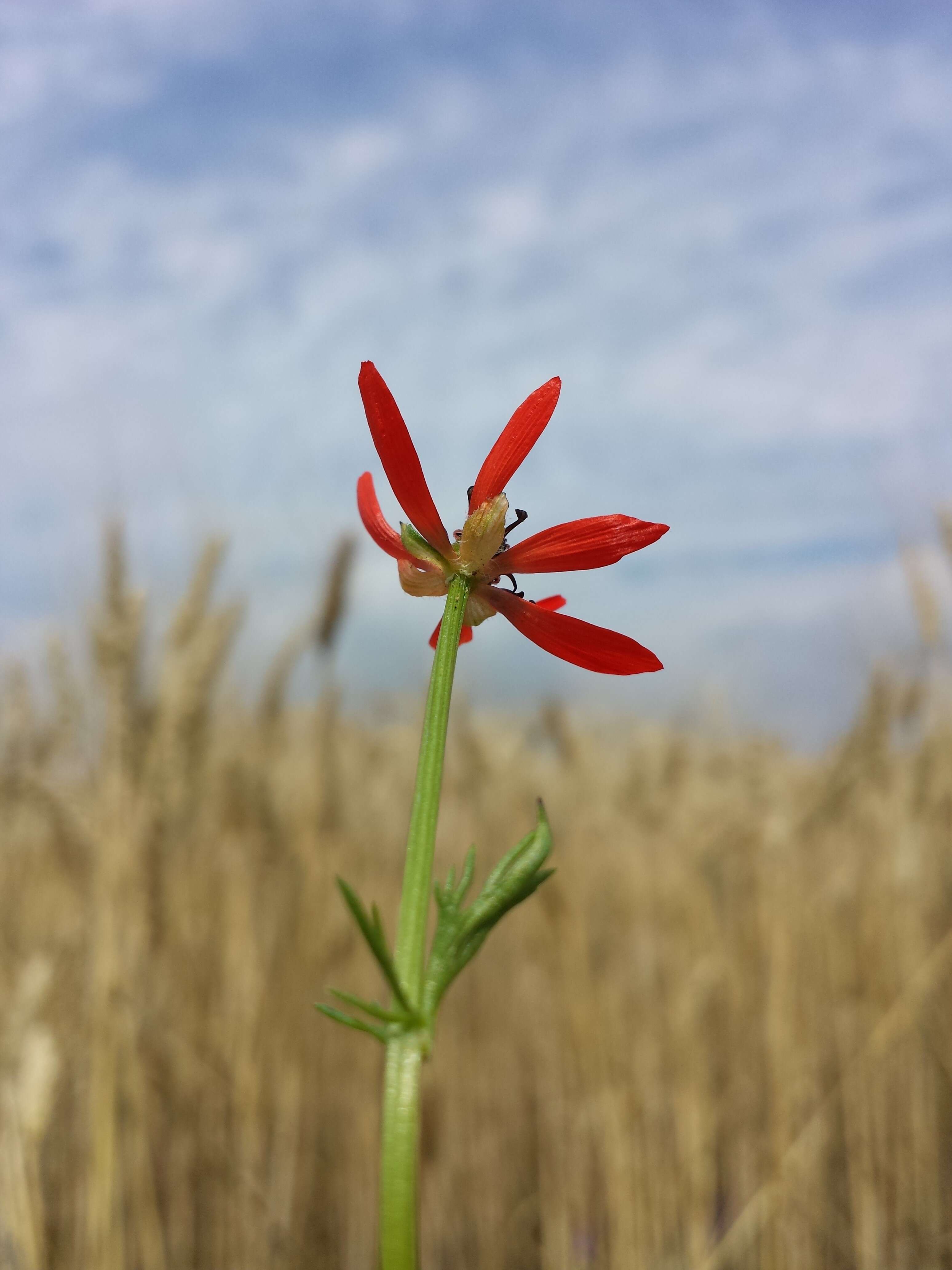 Image of flame adonis