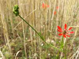 Image of flame adonis