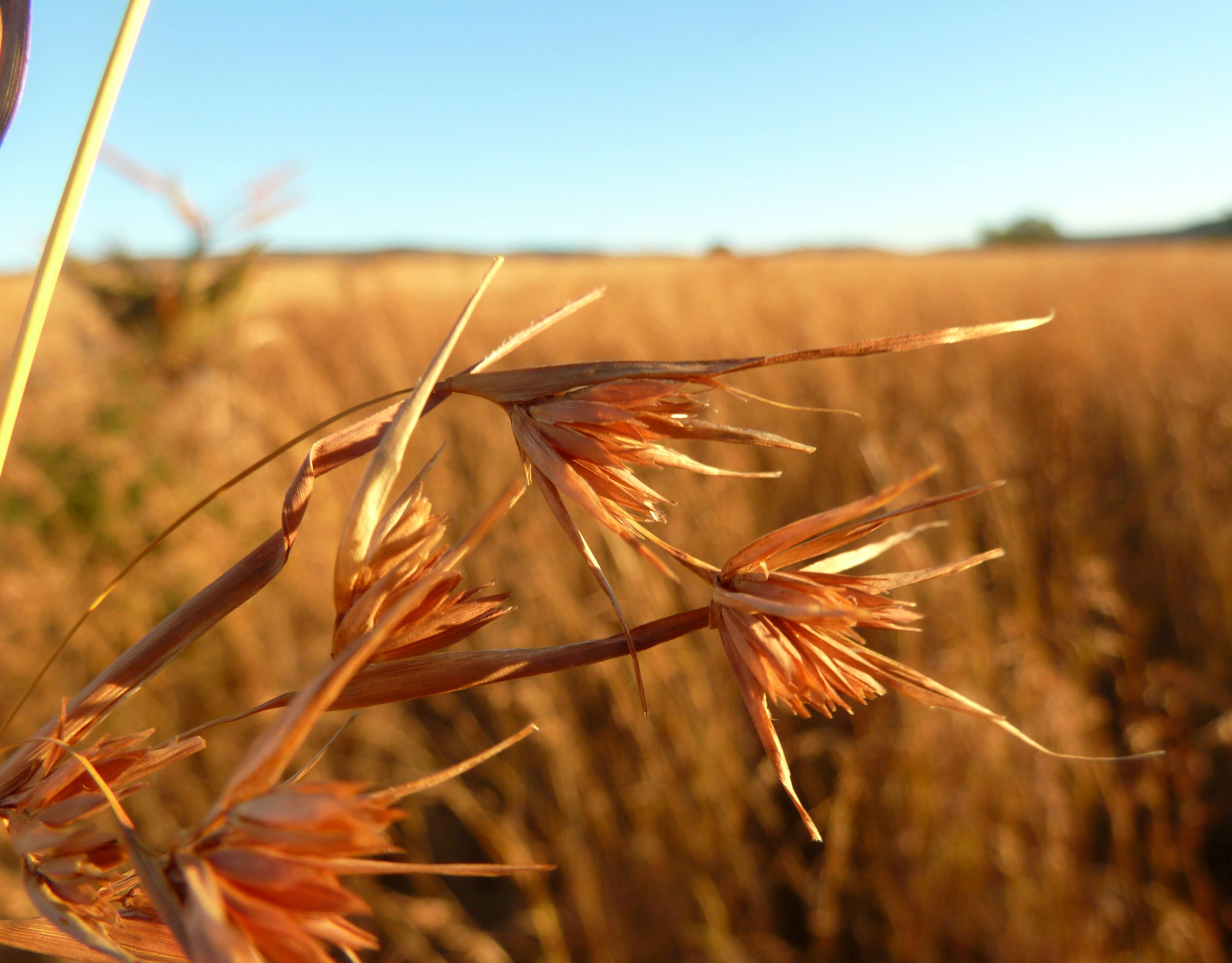 Image of Red grass