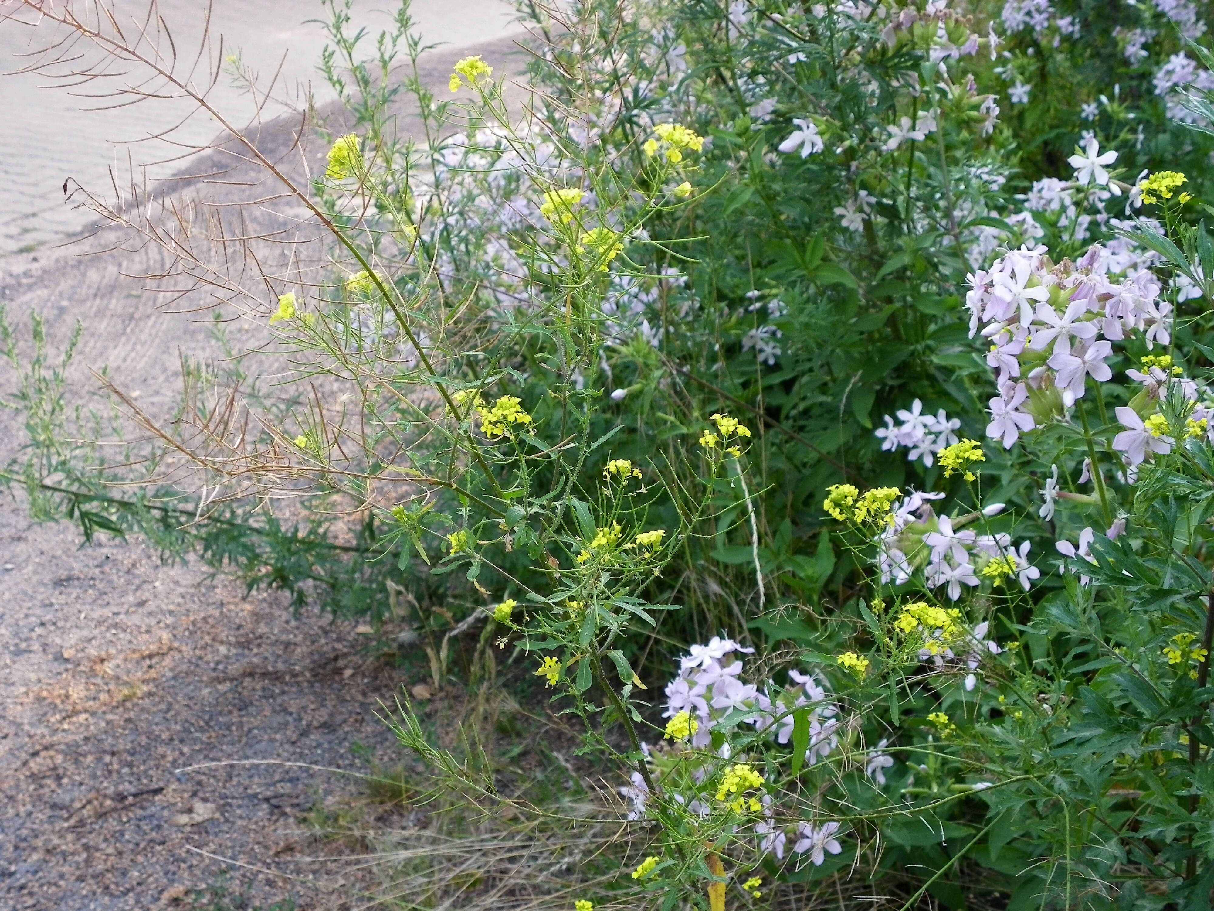 Image of treacle mustard