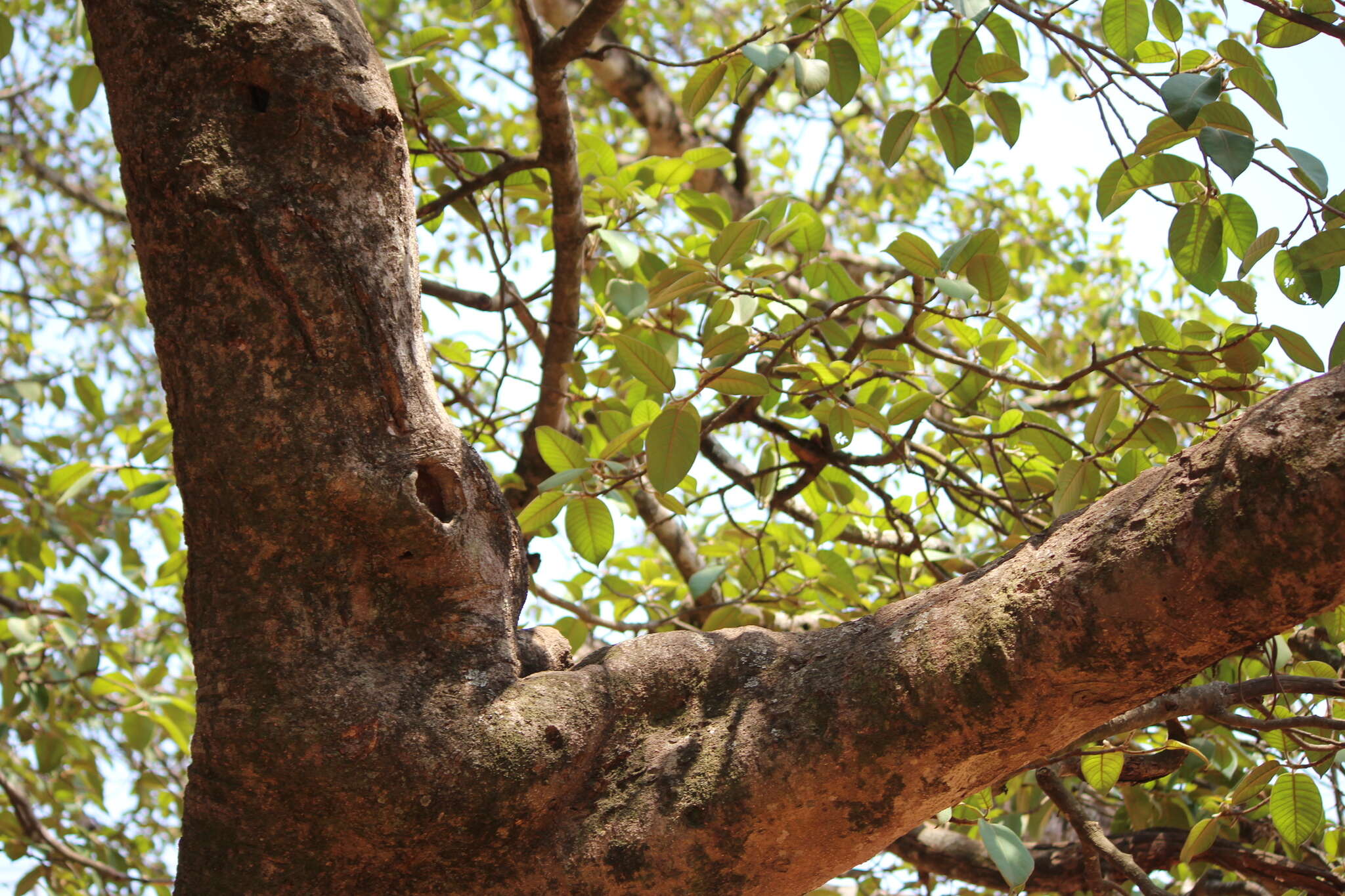 صورة Ficus drupacea Thunb.