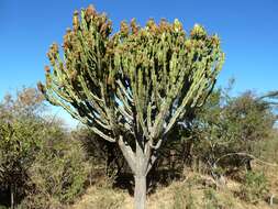 Imagem de Euphorbia ingens E. Mey. ex Boiss.