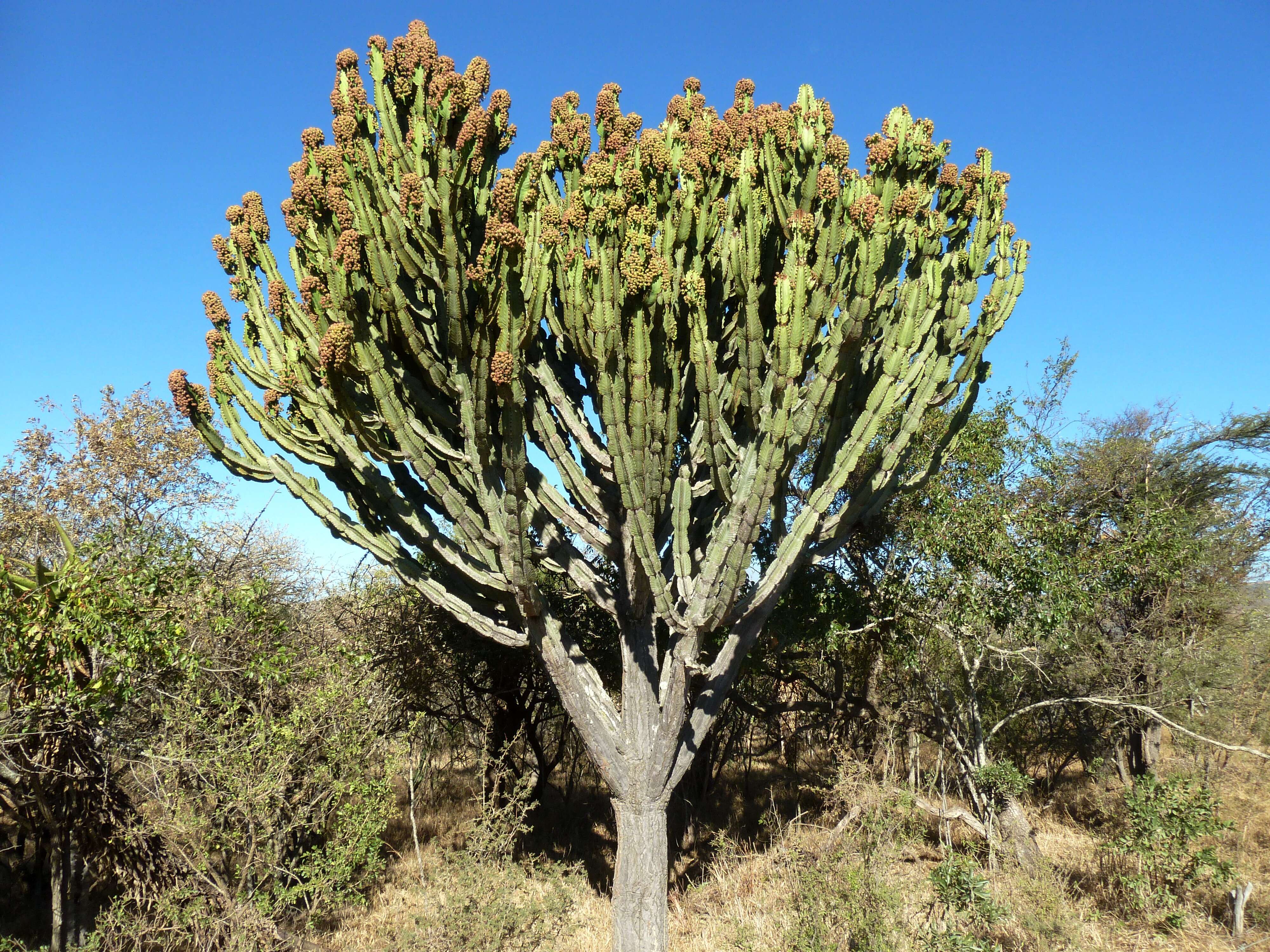 Imagem de Euphorbia ingens E. Mey. ex Boiss.