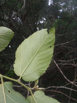 Image of rattan