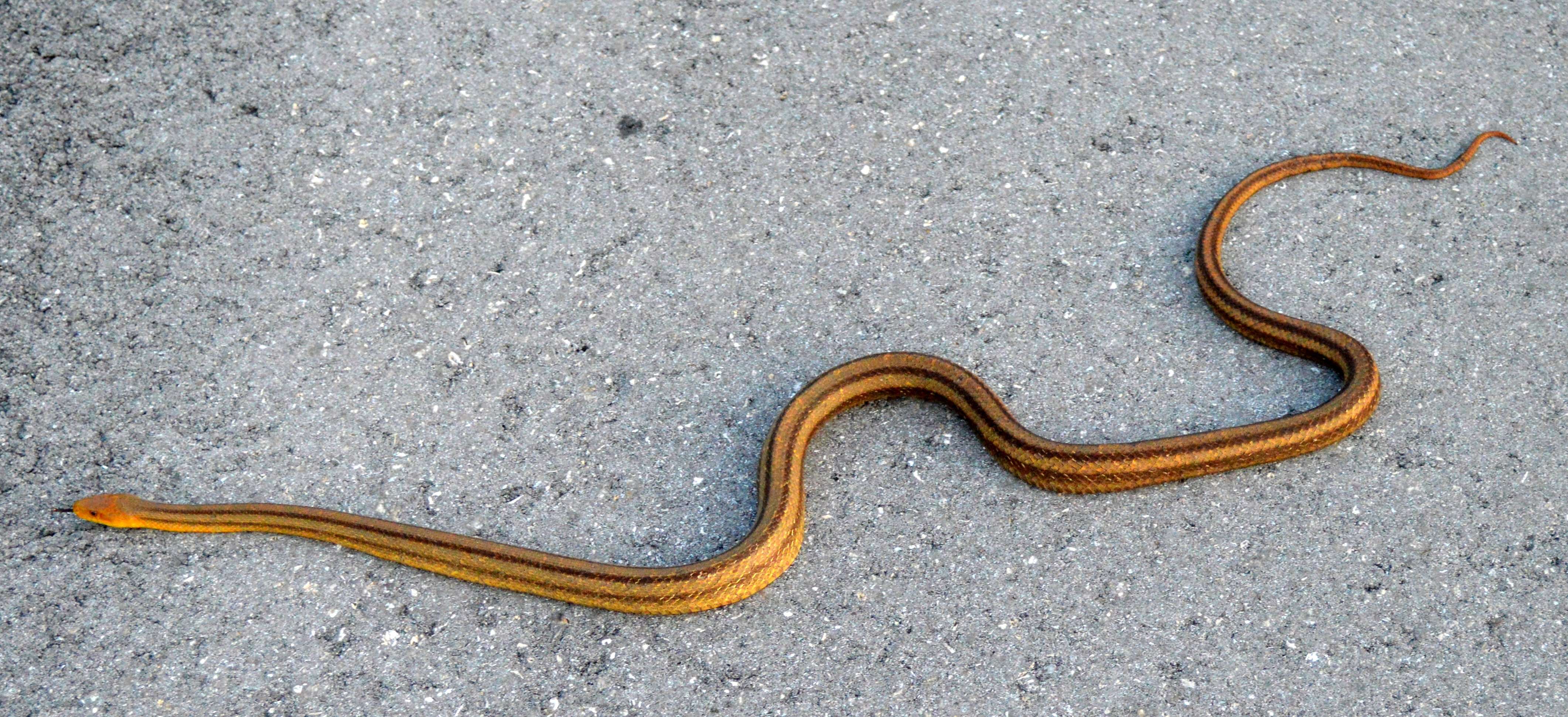 Image of black rat snake