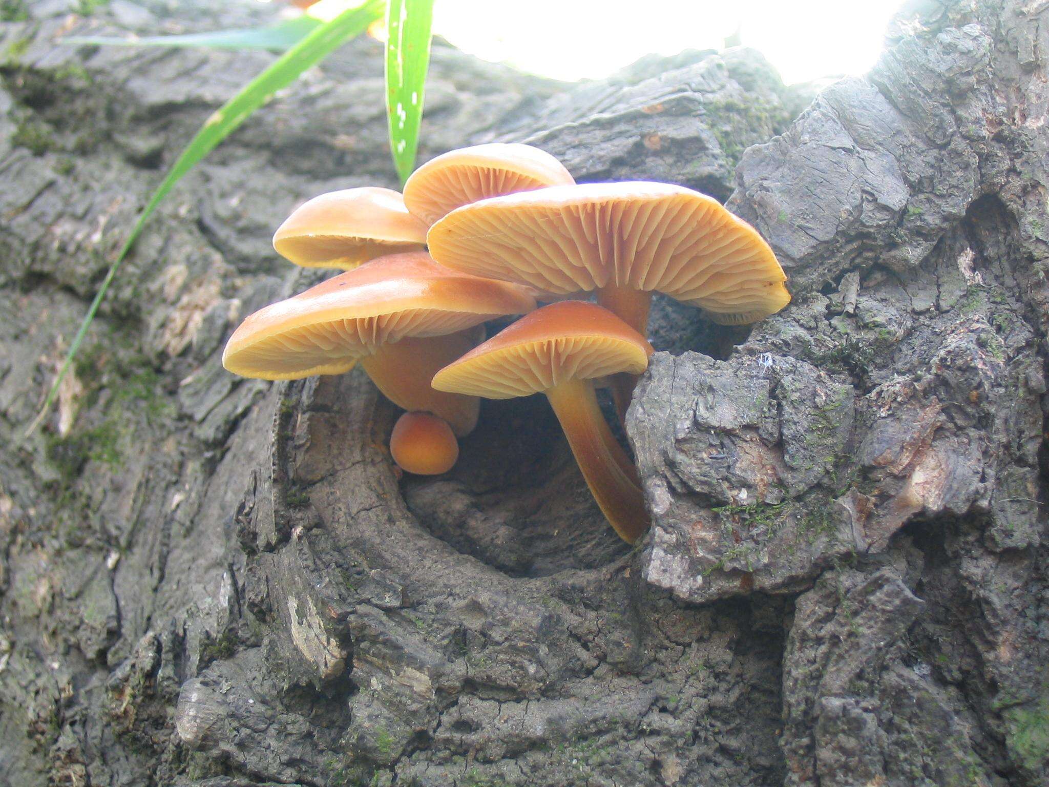 Plancia ëd Flammulina velutipes (Curtis) Singer 1951