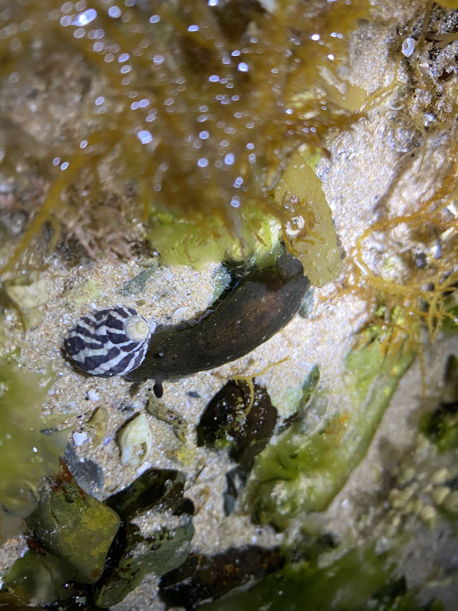 Image of Dendrodoris nigra (Stimpson 1855)