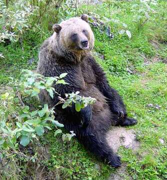 Image of grizzly bear