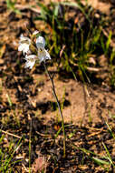 Imagem de Gladiolus inandensis Baker