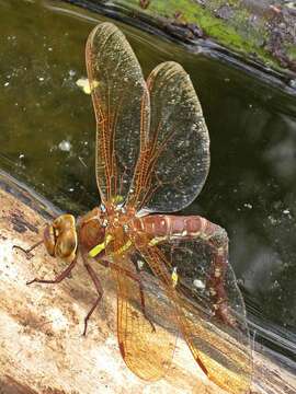 Image of Brown Hawker