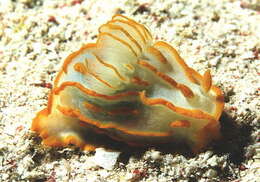 Image of Orange lined transluscent slug