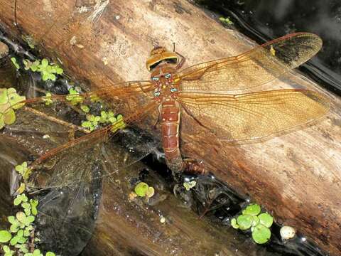 Image of Brown Hawker