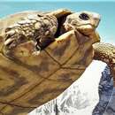 Image of Natal Hingeback Tortoise