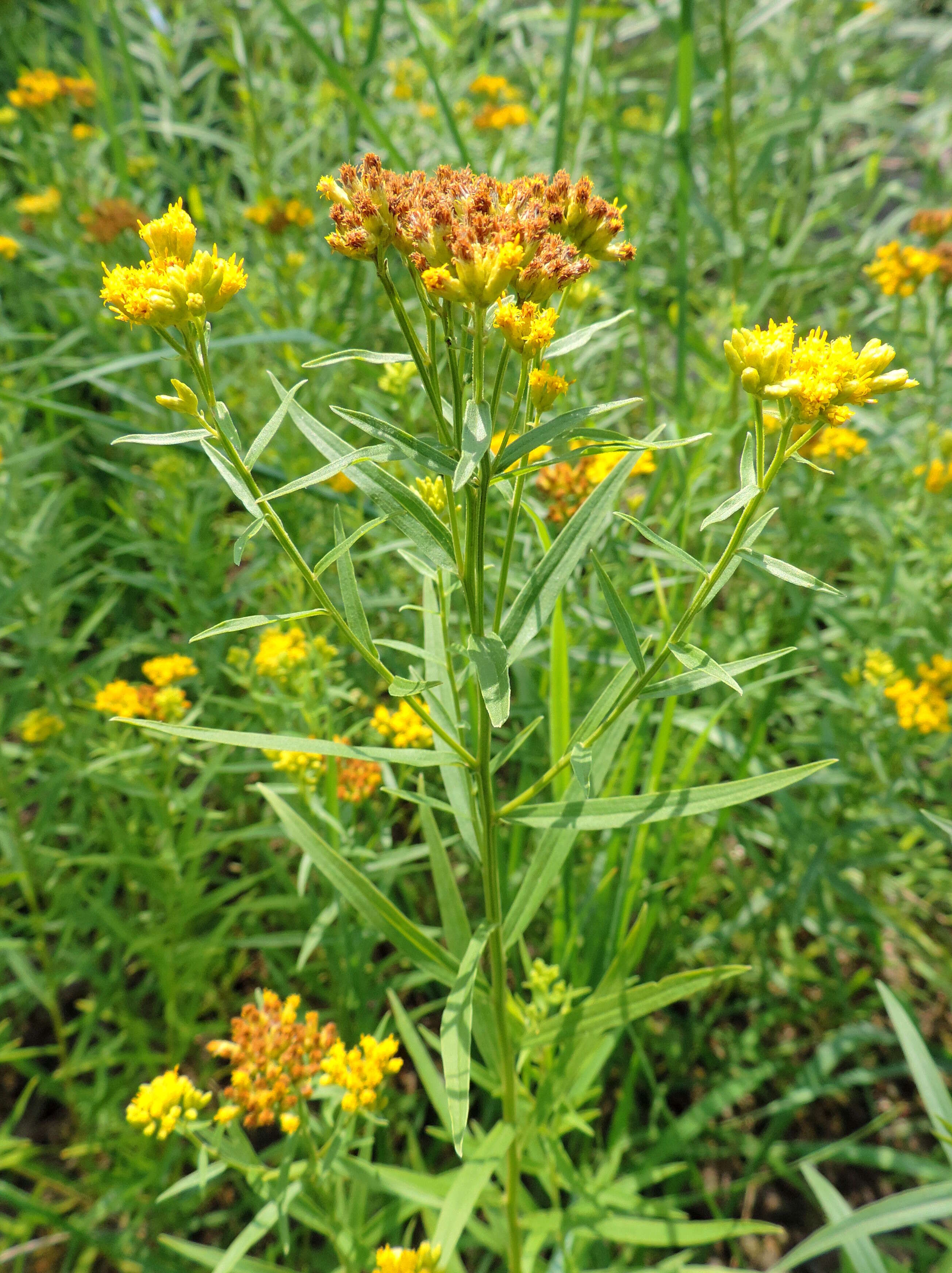 Plancia ëd Euthamia graminifolia (L.) Nutt.