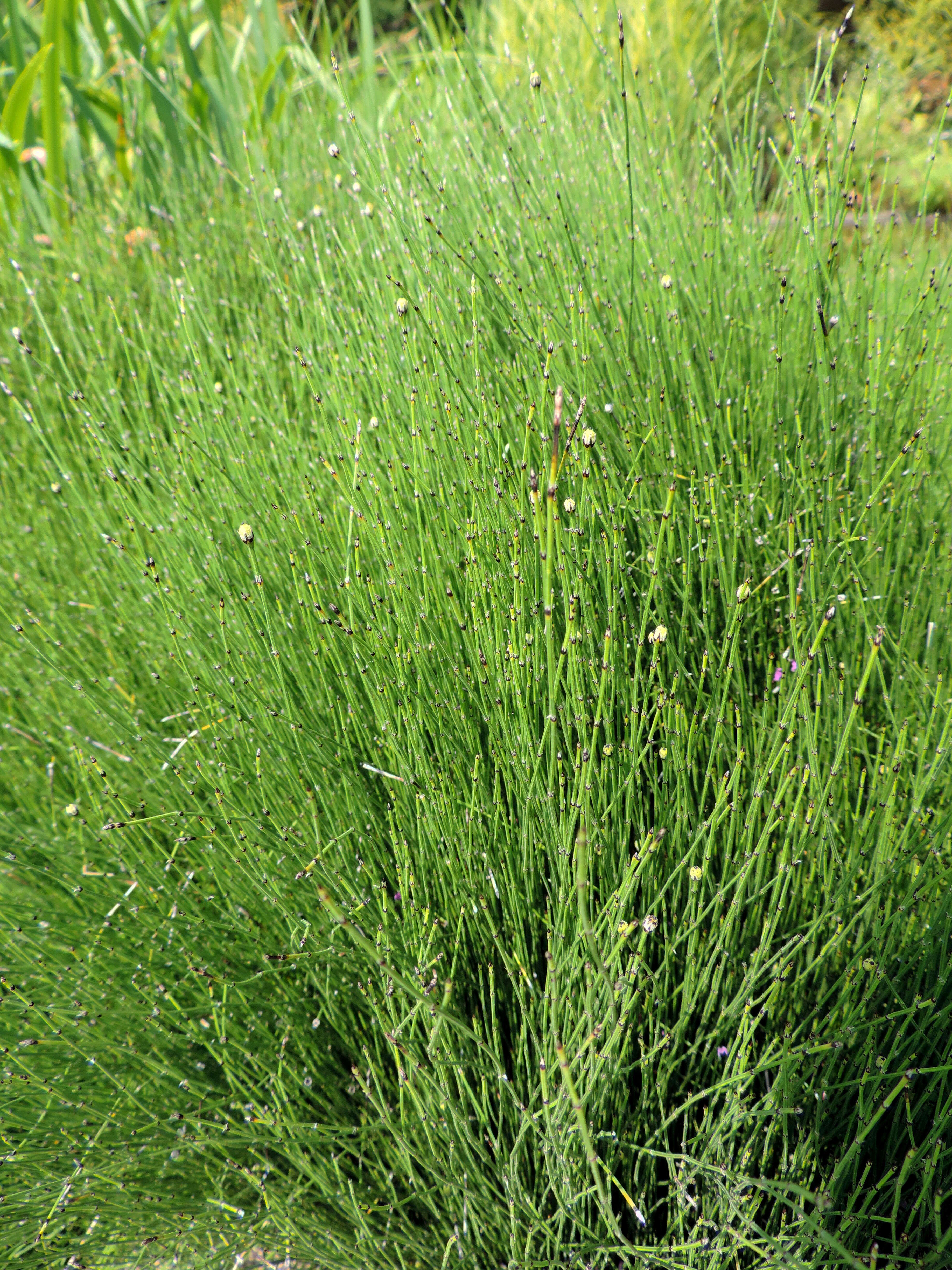 Image of Delicate Horsetail