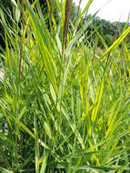 Image of common reed