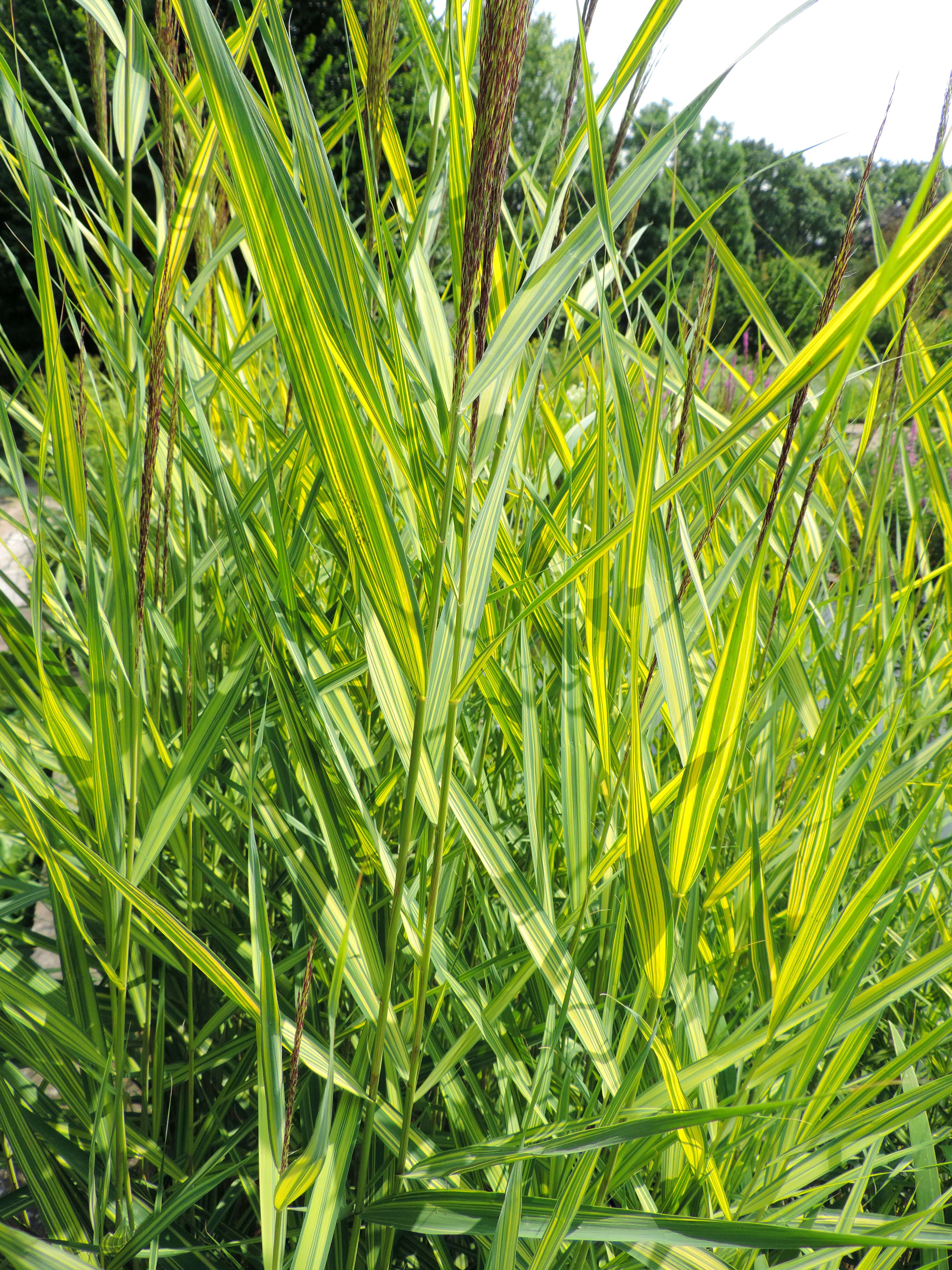 Image of common reed