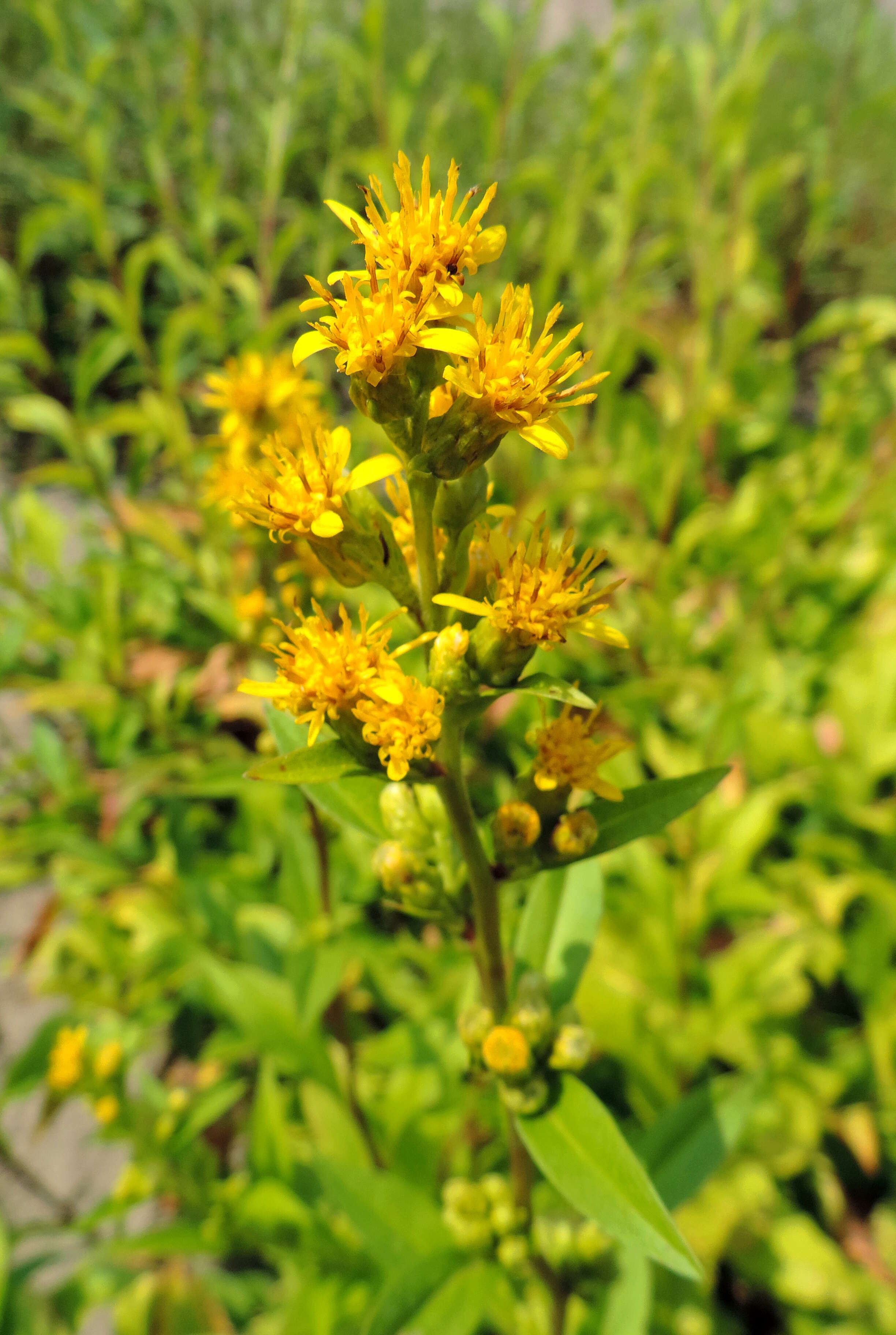 Image of bog goldenrod