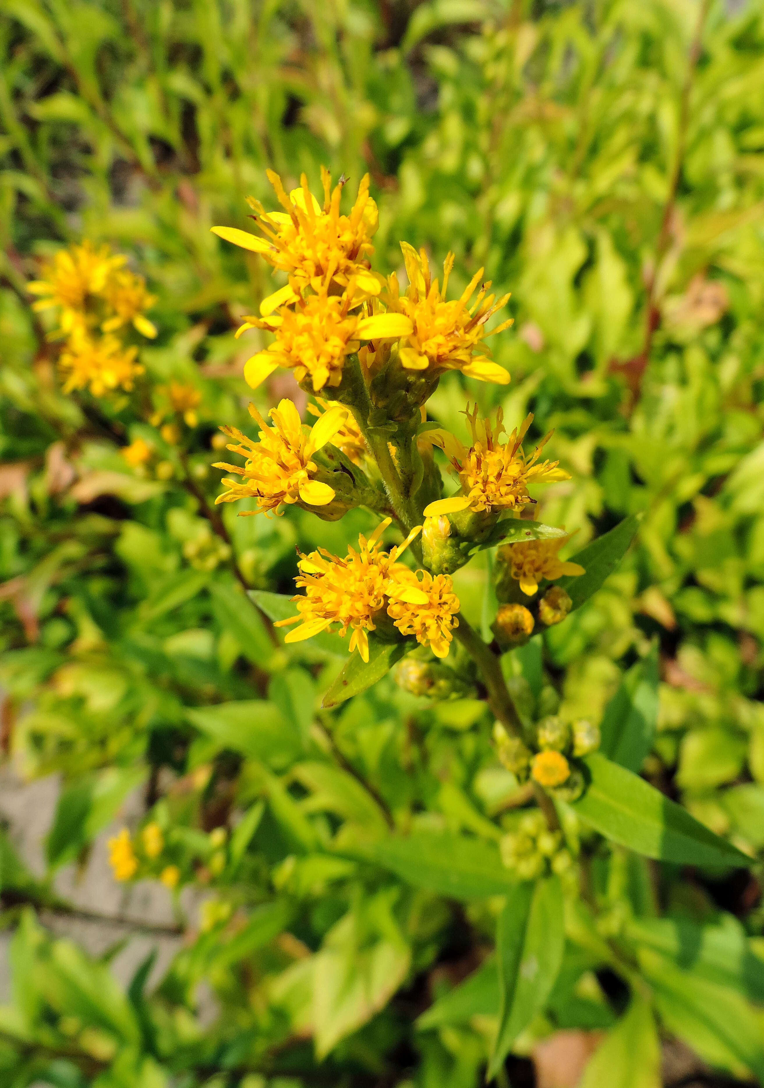 Image of bog goldenrod