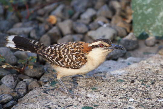 Image of Rufous-backed Wren