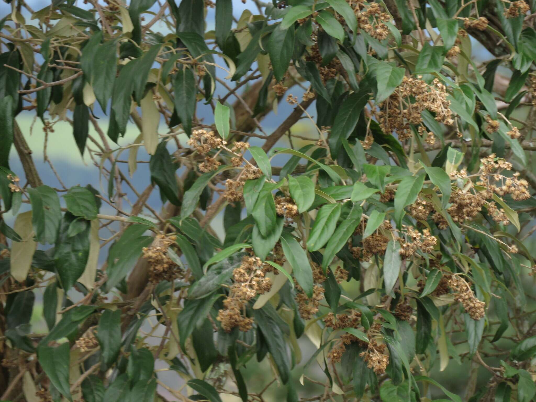 صورة Moquiniastrum polymorphum (Less.) G. Sancho