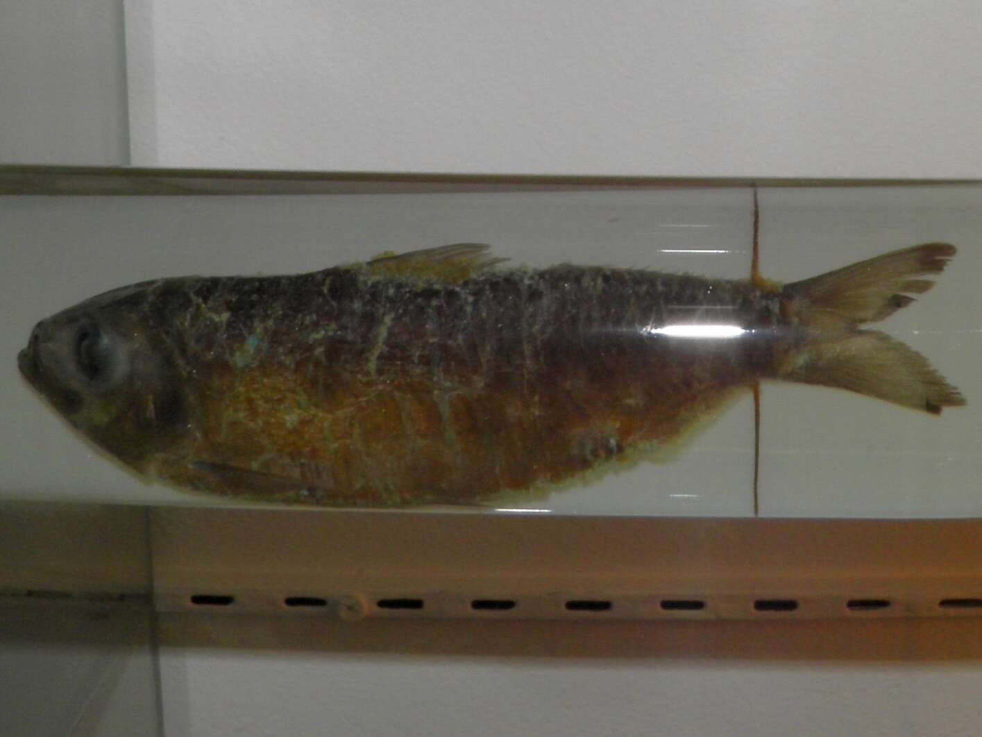 Image of Japanese sardinella