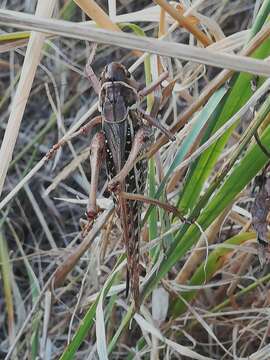 Imagem de Decticus albifrons (Fabricius 1775)