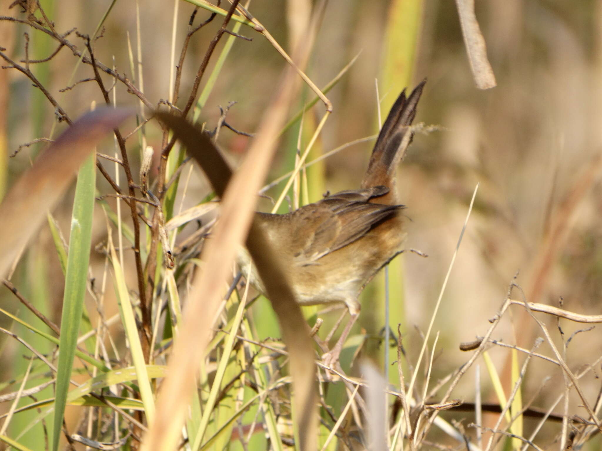 Image of Prinia subflava pondoensis Roberts 1922