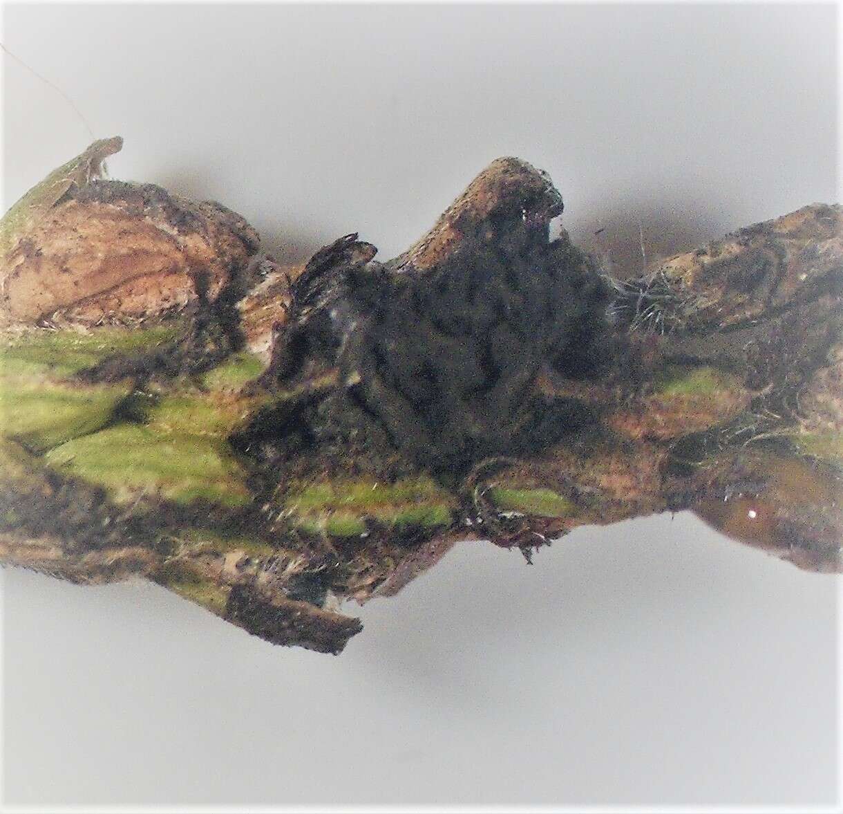 Image of Epicoccum andropogonis (Ces.) Schol-Schwarz 1959