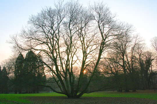 Imagem de Acer pseudoplatanus L.