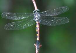 Image of Macrogomphus quadratus Selys 1878