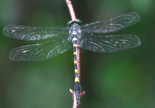 Imagem de Macrogomphus quadratus Selys 1878