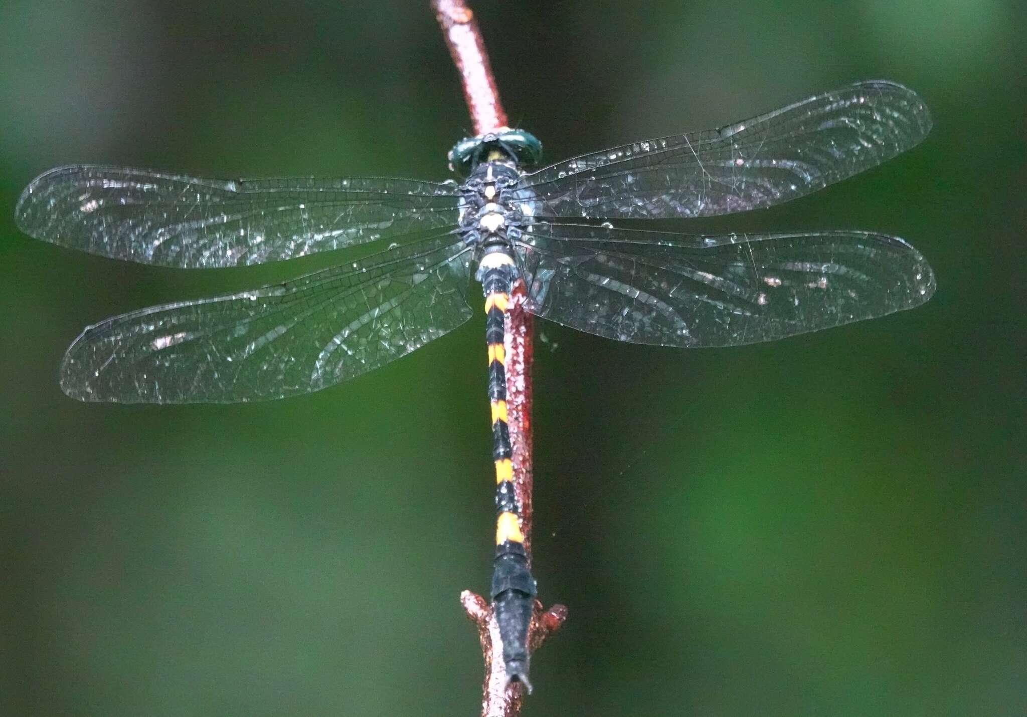 Imagem de Macrogomphus quadratus Selys 1878