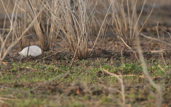 Image of Rain Quail