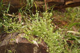 Plancia ëd Asperula euryphylla Airy Shaw & Turrill