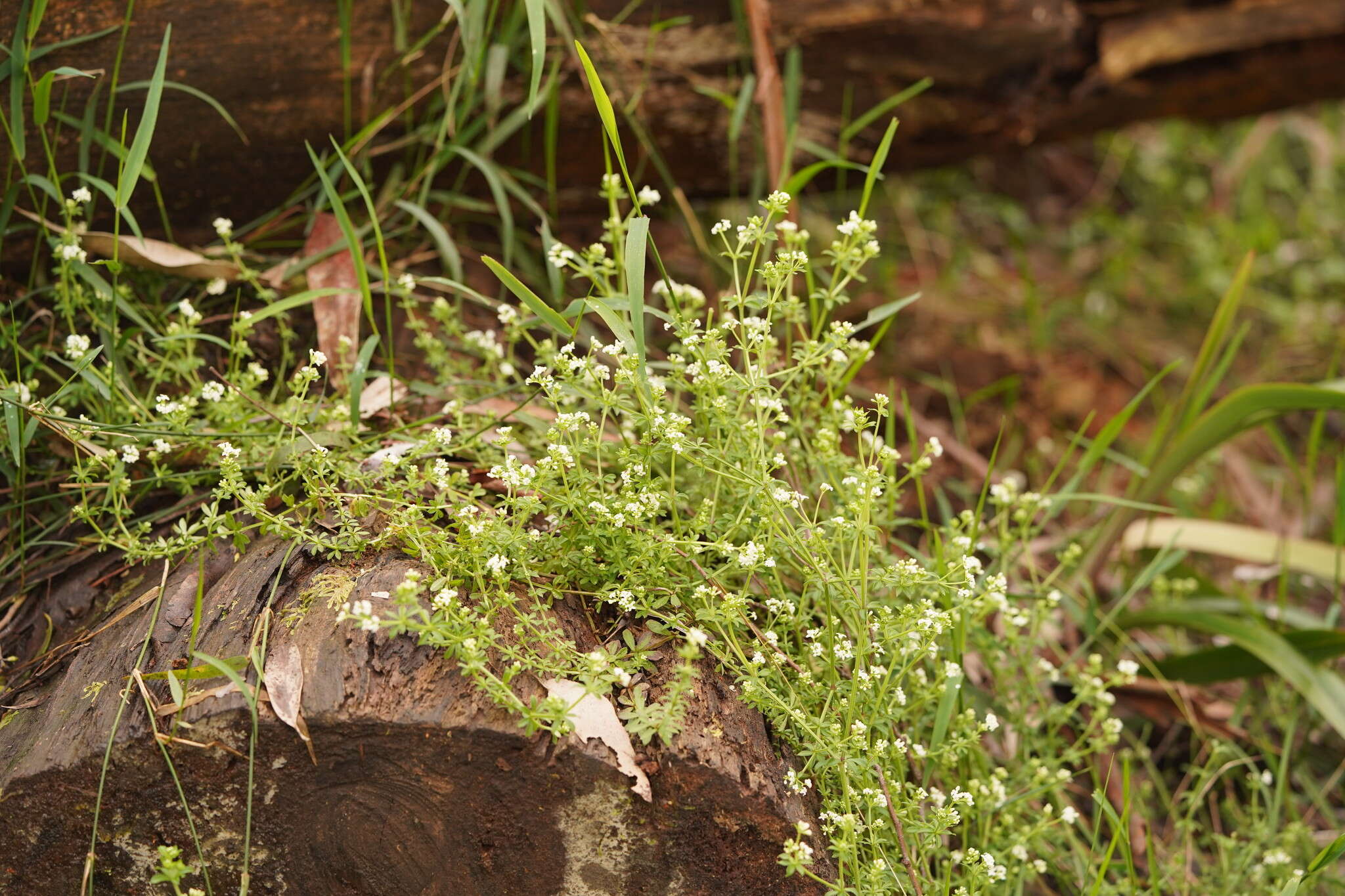 Image of Asperula euryphylla Airy Shaw & Turrill