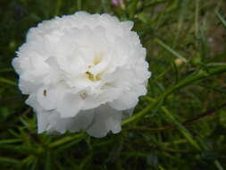 Image of Moss-rose Purslane