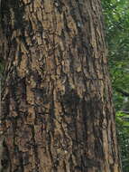 Image of Calophyllum pascalianum B. R. Ramesh, Ayyappan & De Franceschi