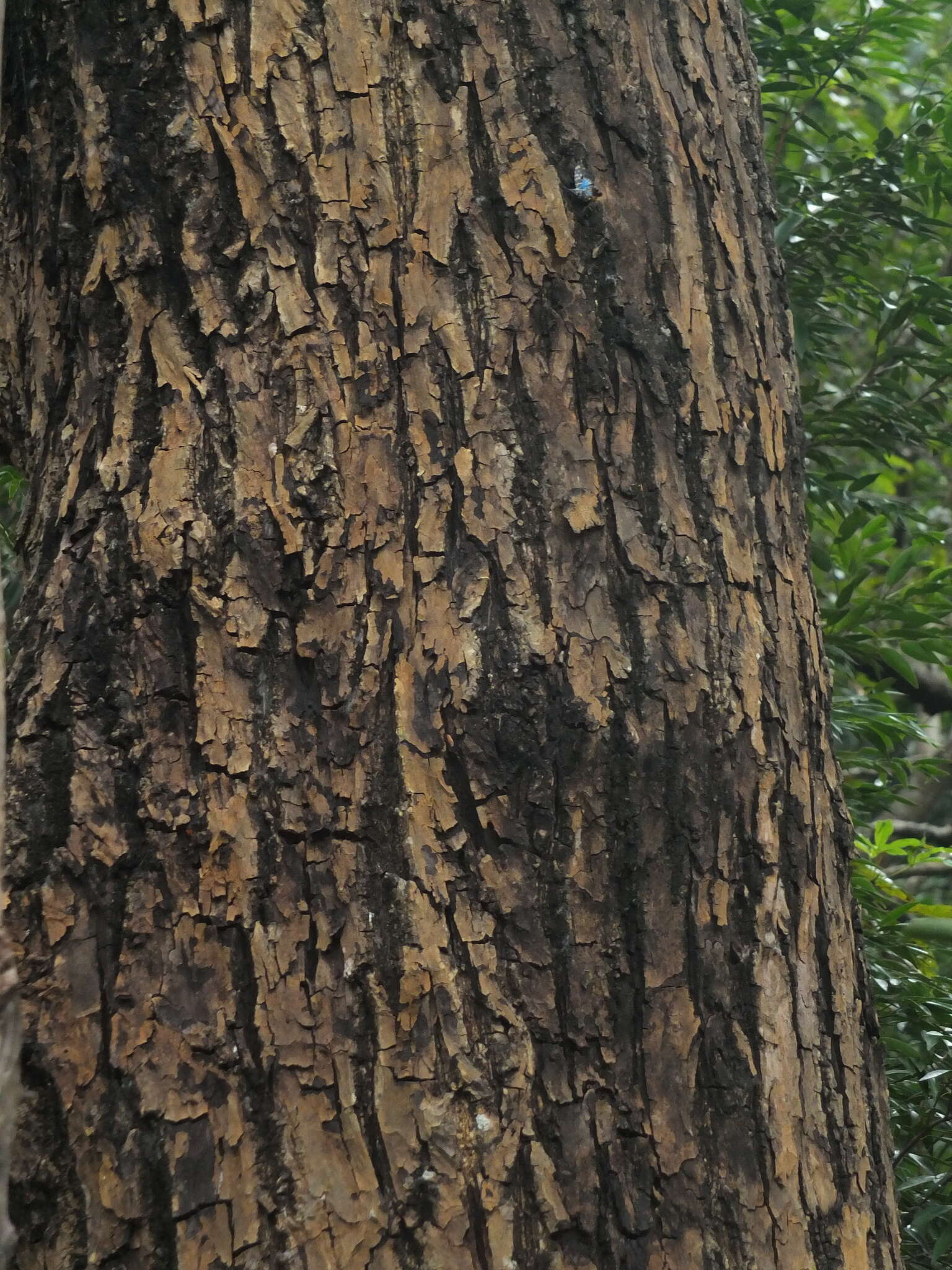 Image of Calophyllum pascalianum B. R. Ramesh, Ayyappan & De Franceschi