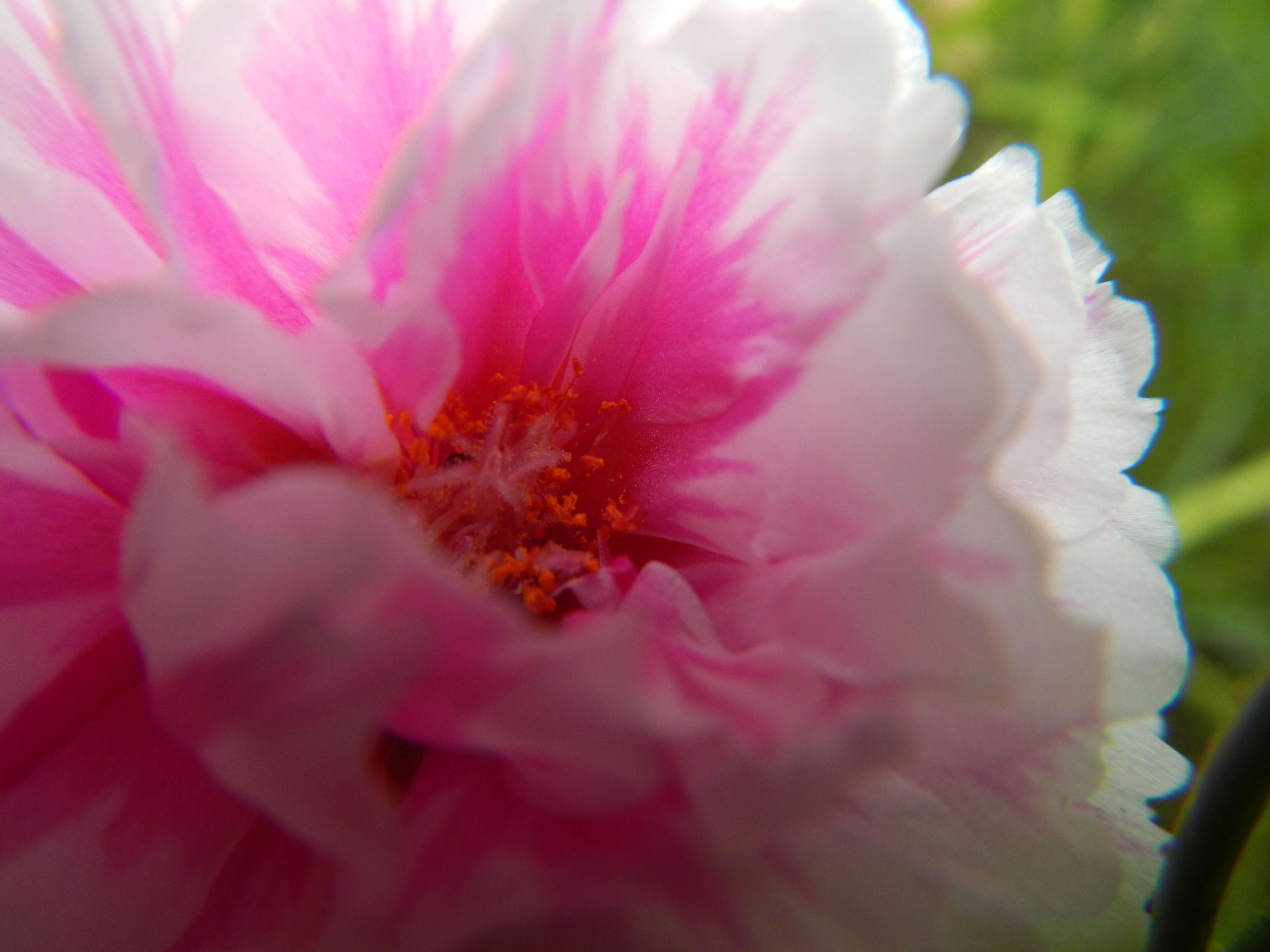 Image of Moss-rose Purslane