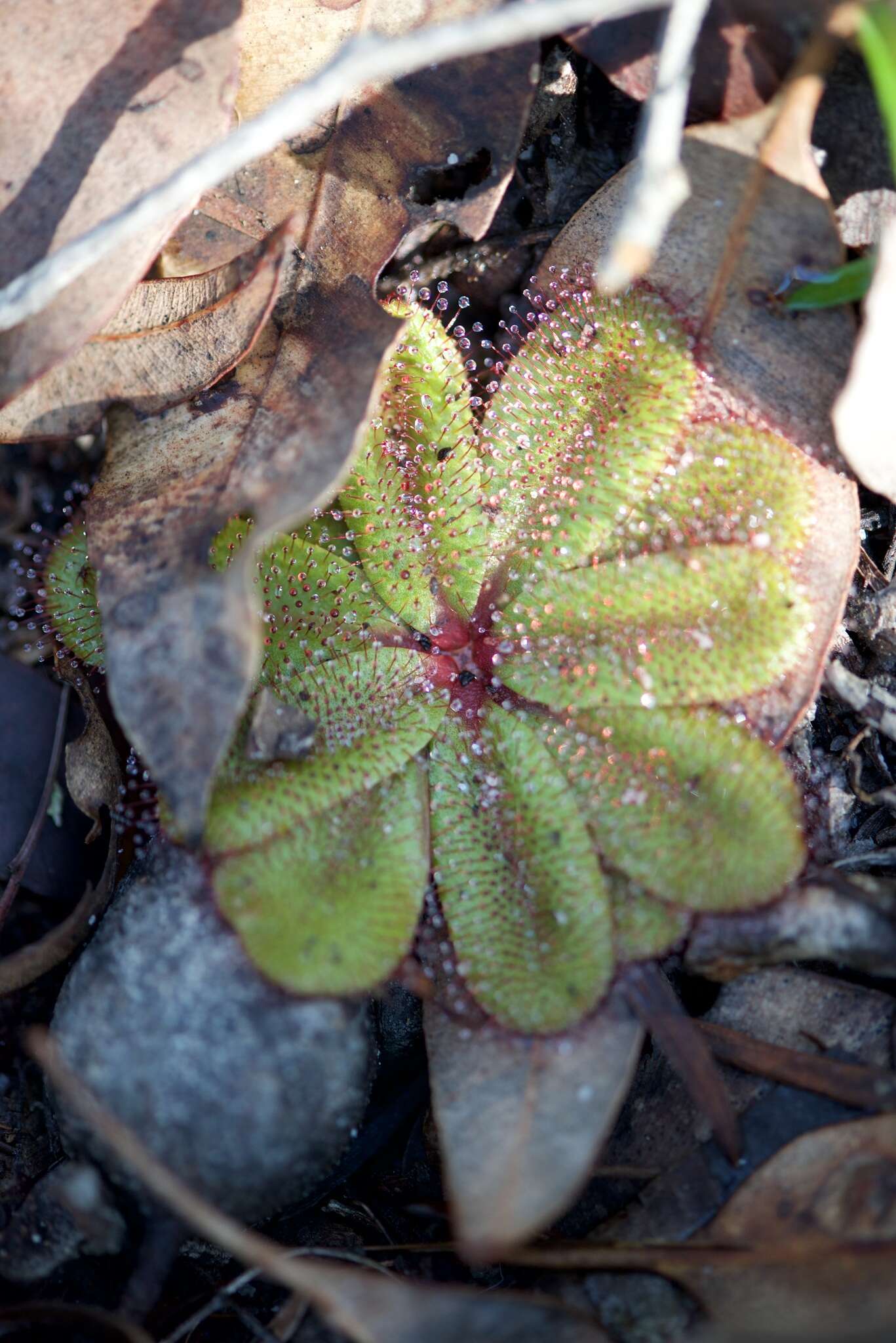 Image of Drosera rosulata Lehm.