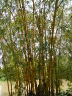 Image of common bamboo