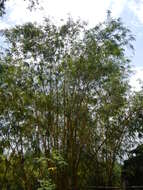 Image of common bamboo