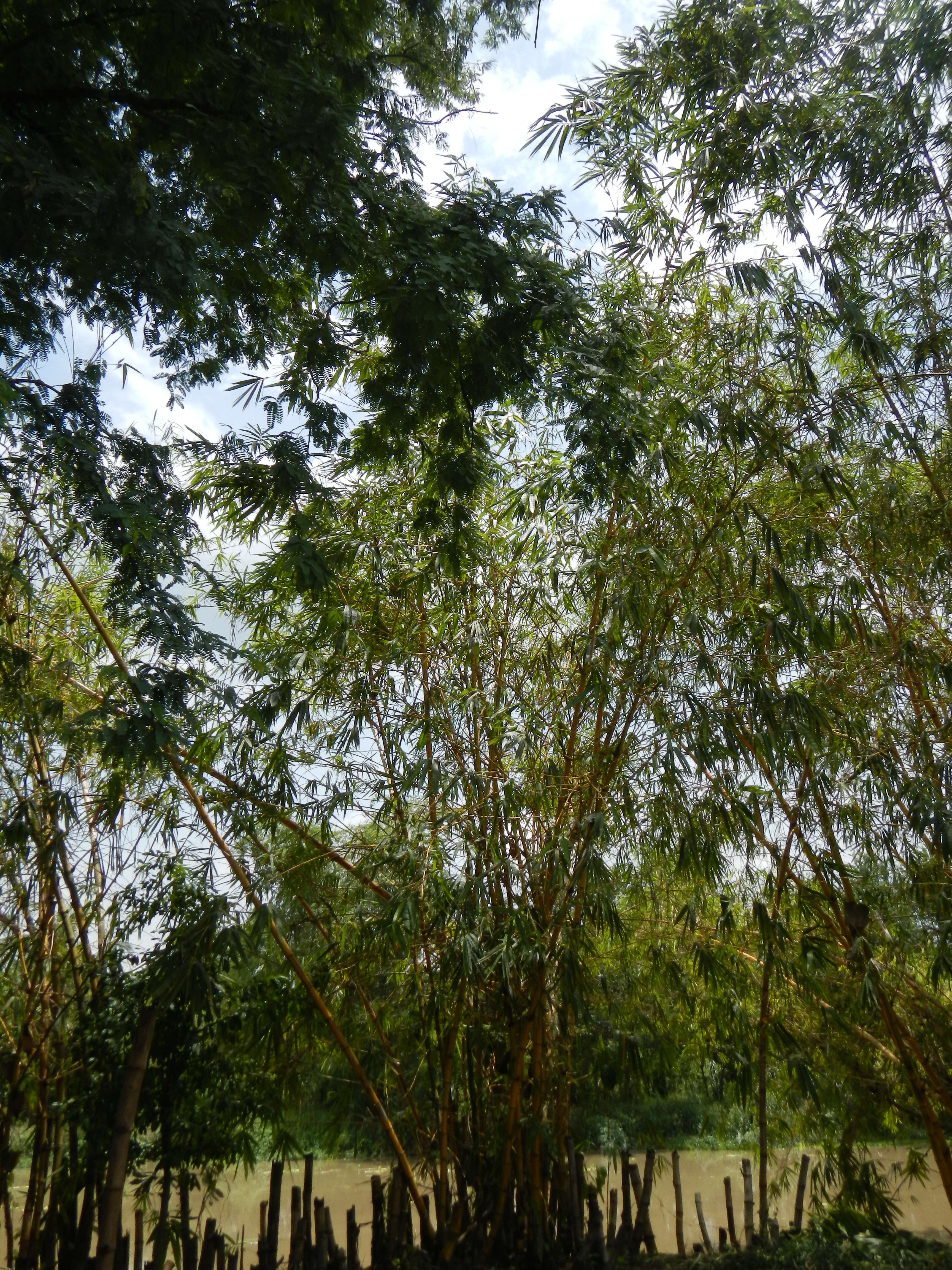 Image of common bamboo