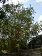 Image of common bamboo