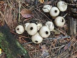 Image of common puffball