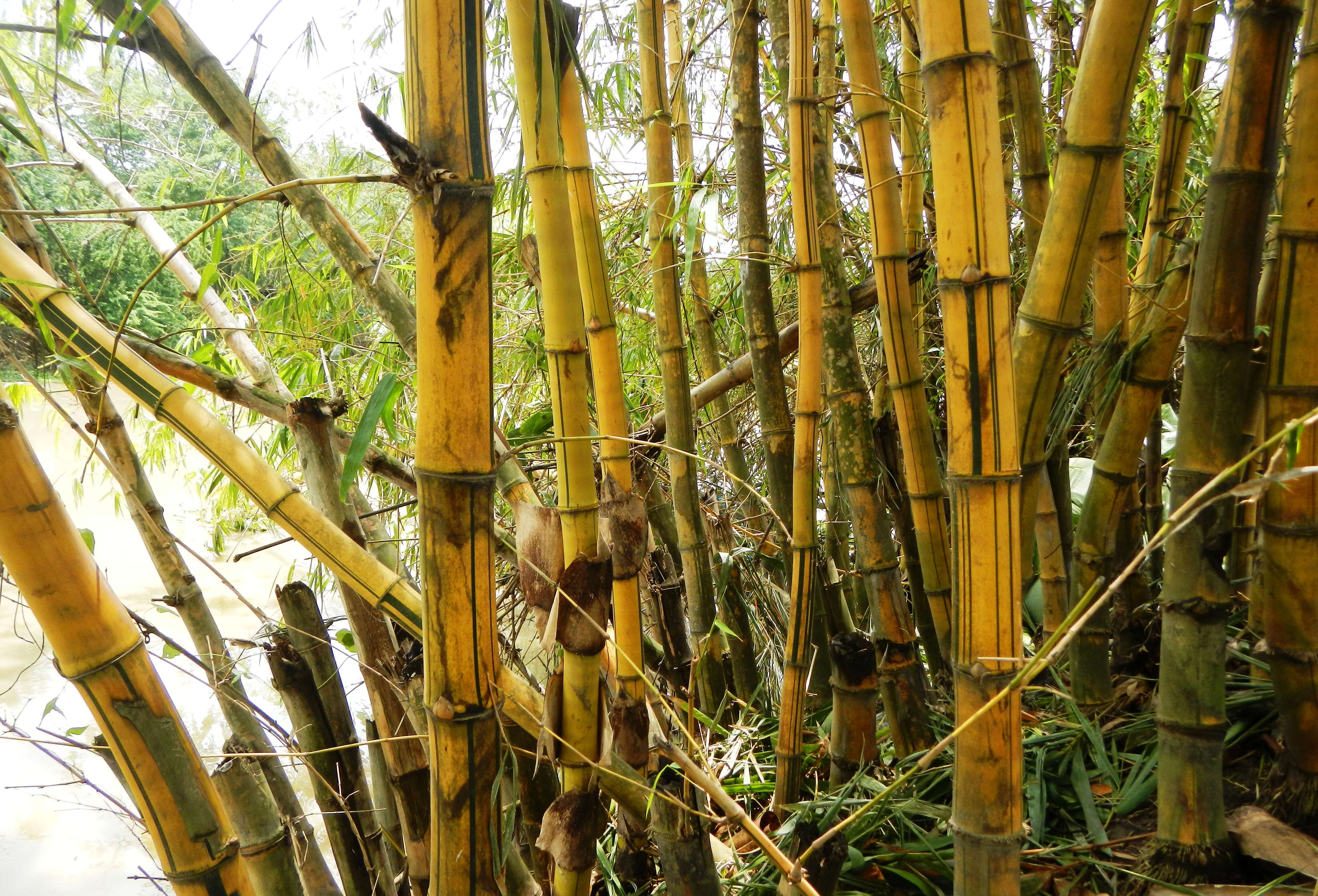 Image of common bamboo