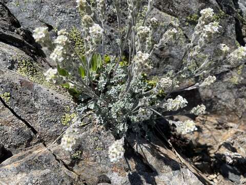 Image of alpine false candytuft