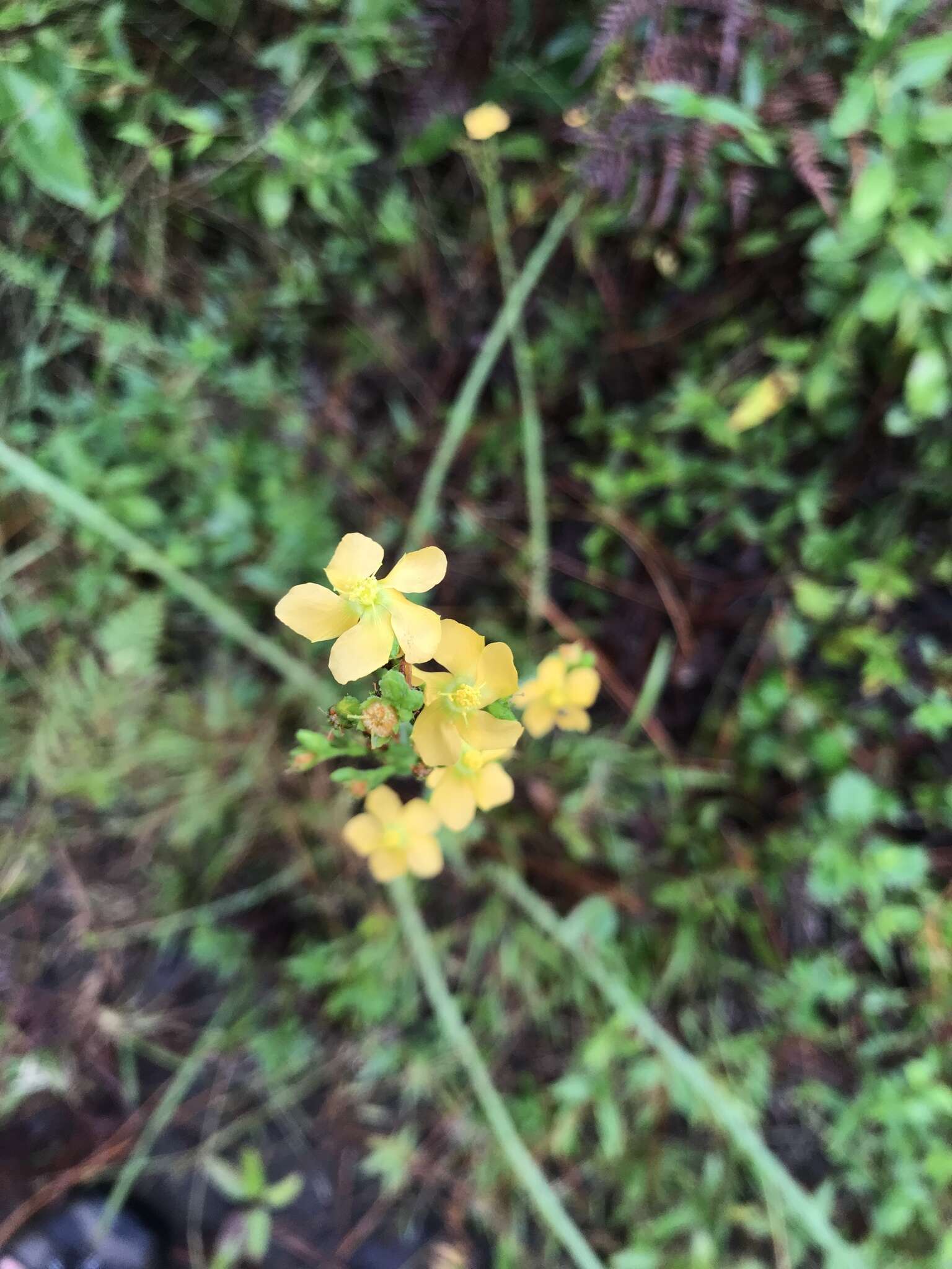 Image of Hairy St. John's-Wort